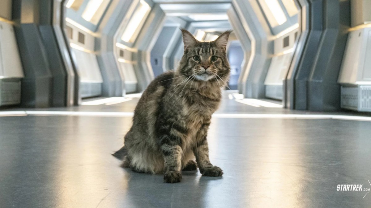 A Cat Hails A&nbsp;Starship