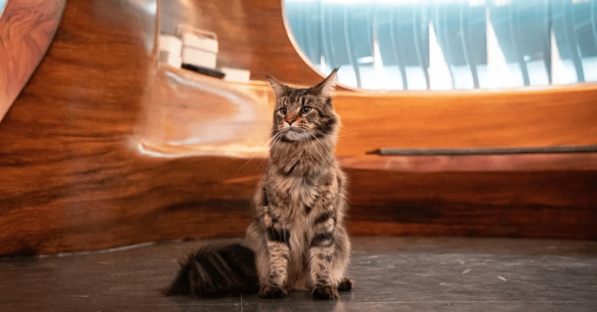 Screenshot_2020-11-20 st_d9_ep306_1233_rt jpg (WEBP Image, 1200 × 628 pixels)