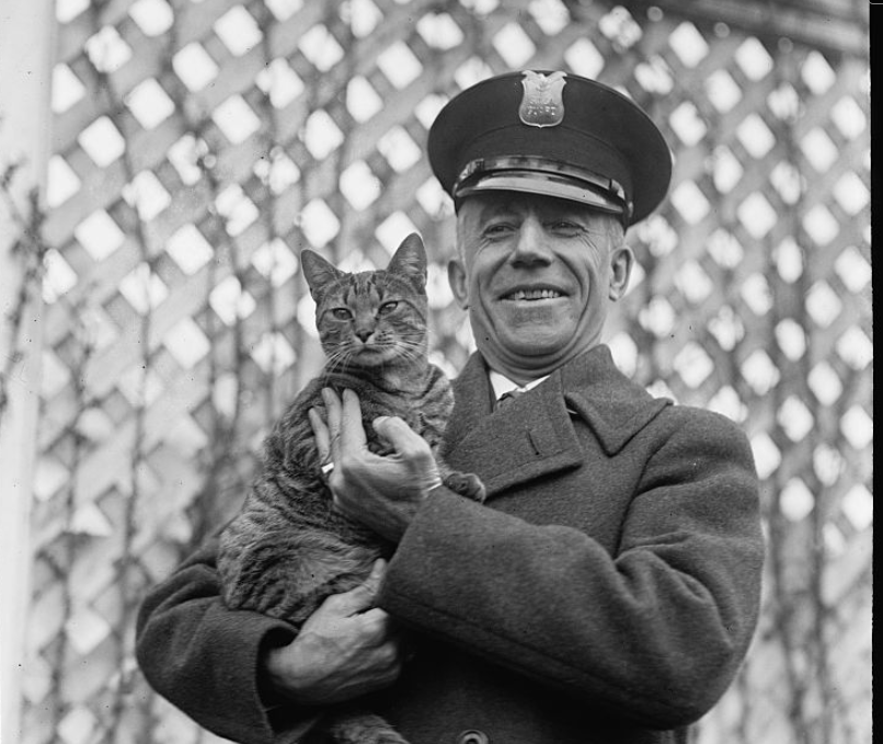 Screenshot_2020-11-29 Tyger [i e Tiger], White House cat