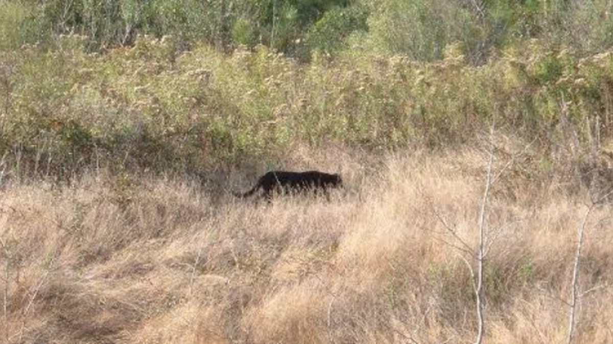 ‘Social Influencer’ Thinks He Saw A Panther…In New&nbsp;Zealand