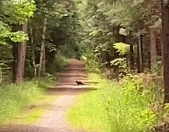 Screenshot_2020-11-30 Canterbury mystery Is it a cat or is it a panther - NZ Herald