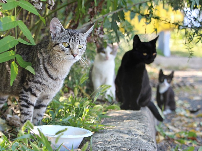 Local Gov. Employees In California Are Shooting Cats To ‘Protect&nbsp;Wildlife’