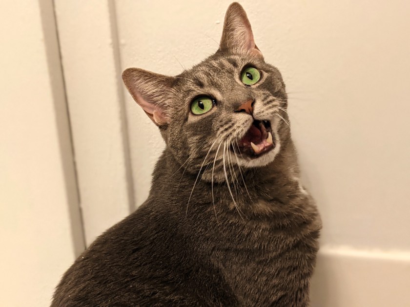 Buddy's Roar!