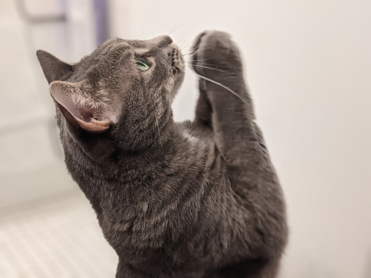 Why Do Some Cats Do The  ‘Begging Paws’/’Praying’ Motion?