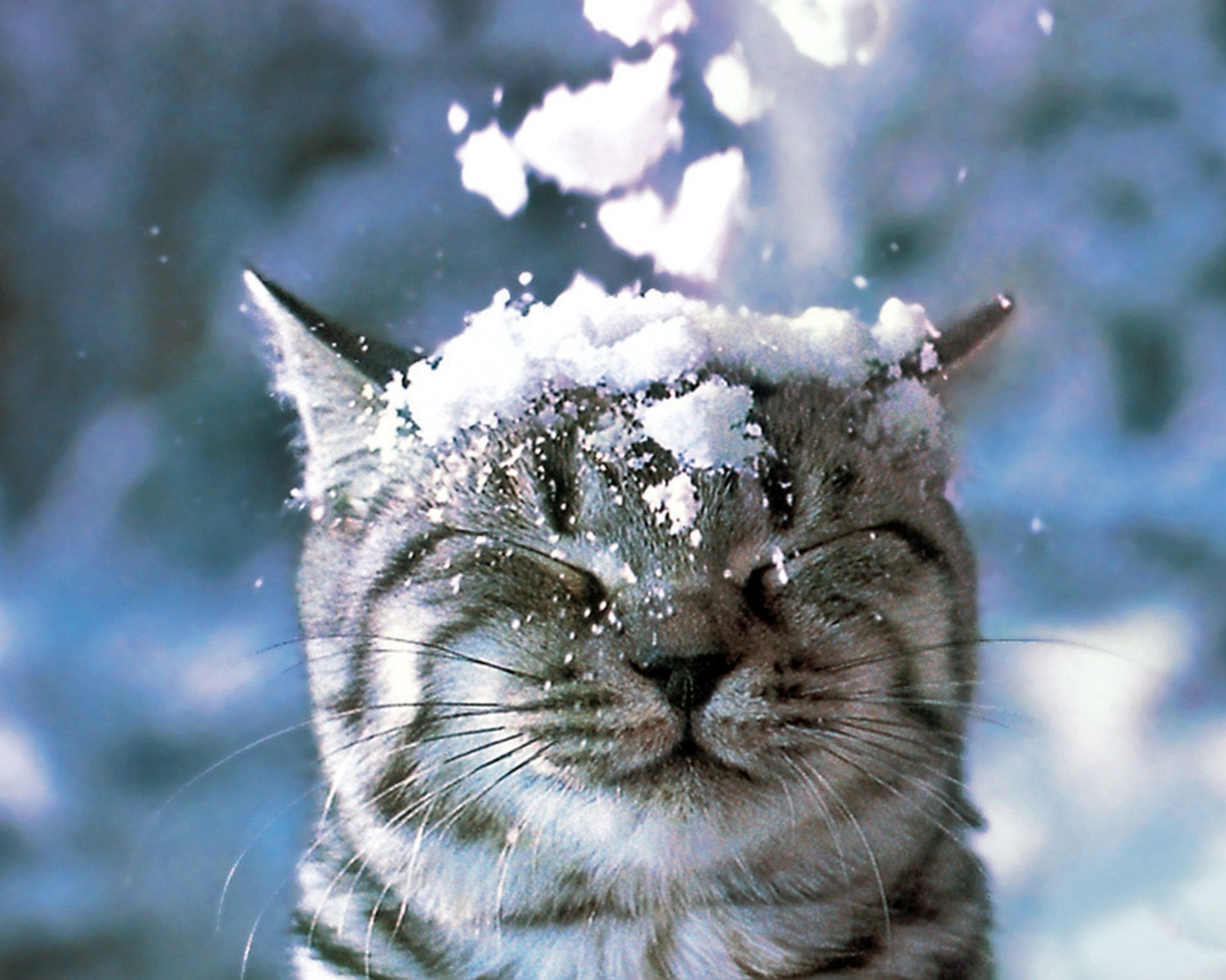 catinsnow2