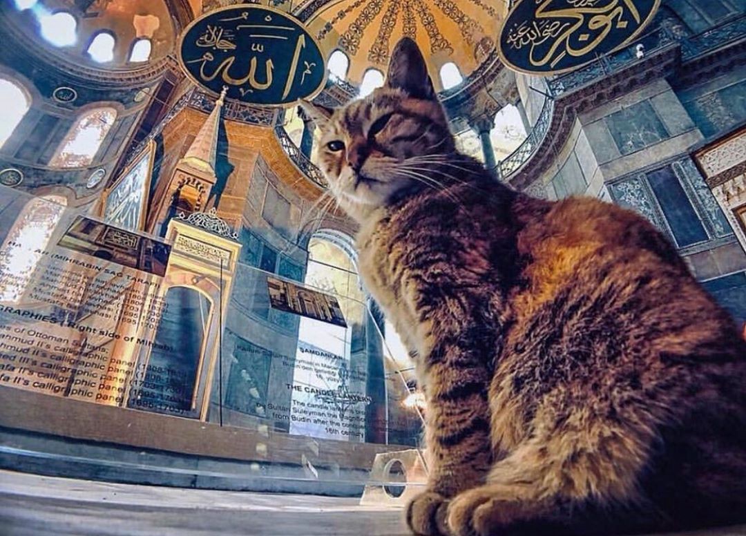 Istanbul: A City for&nbsp;Cats