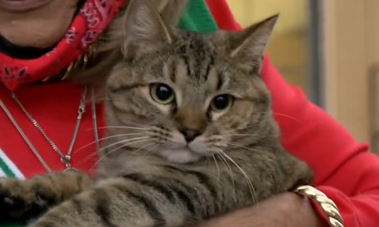 ‘Rehomed’ Cat Makes 228-Mile Journey Back&nbsp;Home