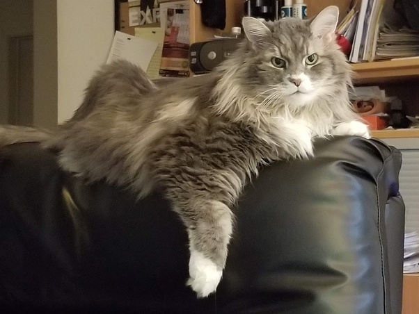 After 7 Shelters And 3 Adoptions, Merlin The Cat Found&nbsp;Love