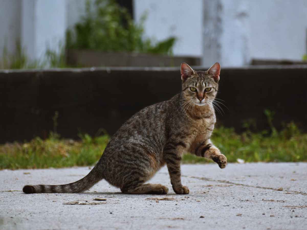 4 In 10 ‘Problem’ Cats Shot By California Parks Employees, Records&nbsp;Show