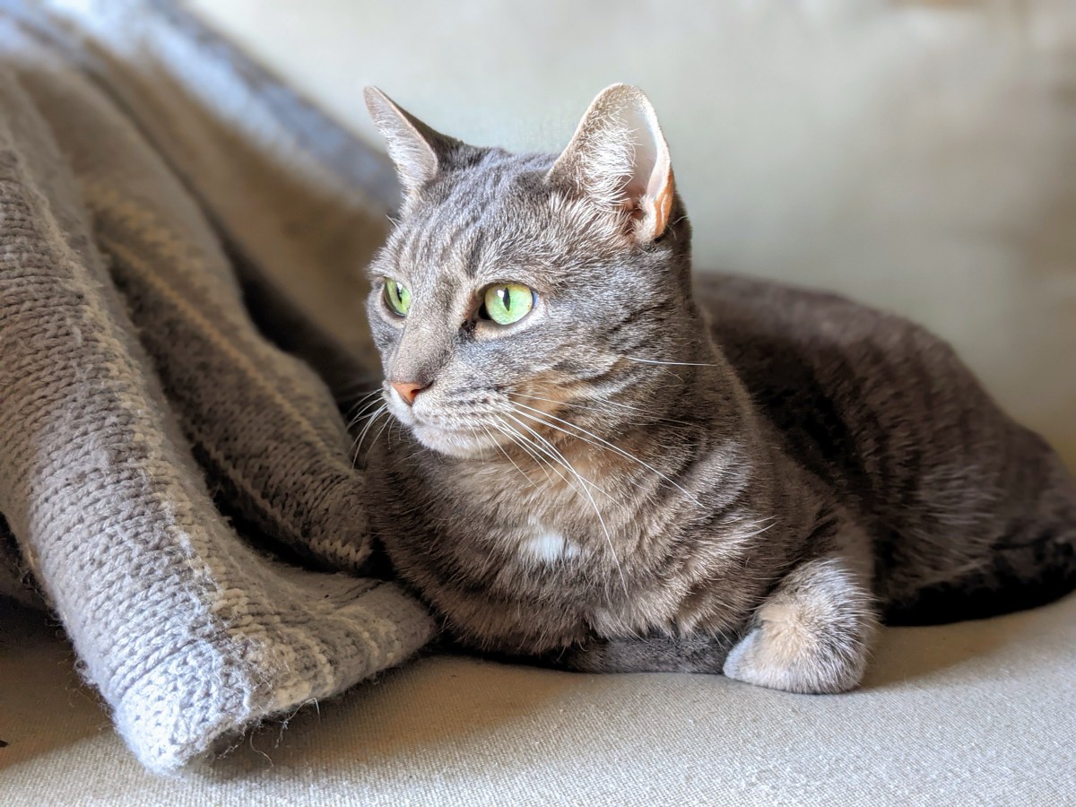 Buddy the Cat, Hero of the&nbsp;Pandemic