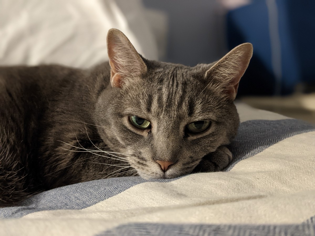 The Battle of the&nbsp;Buddies!