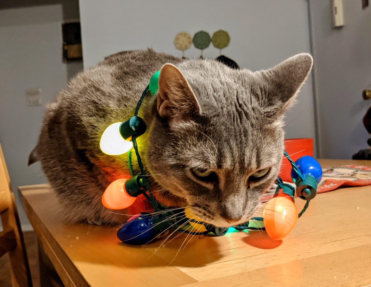 Merry Christmas From The&nbsp;Buddies!