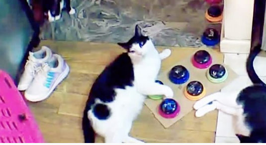 Screenshot_2020-12-16 The Daily Steve B on Instagram “Outside 4eva #cat #cats #igcats #instacats #catsofinstagram #tuxedoca[...]