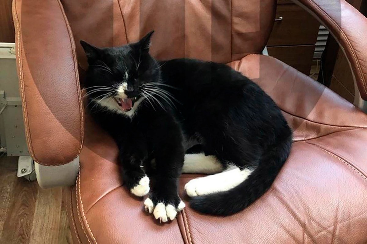 4 Cats Rescued From Imminent Death In Garbage Crushers In Two Separate&nbsp;Incidents