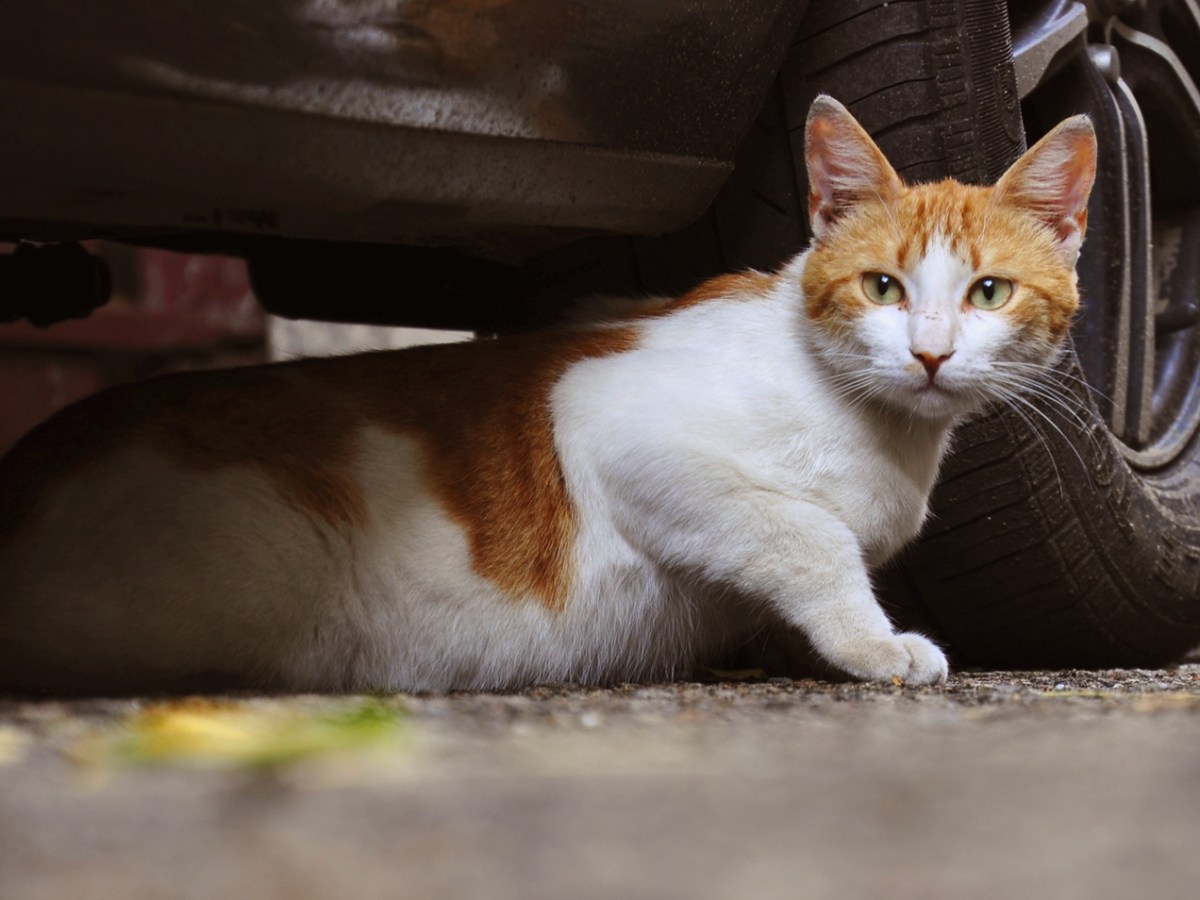 After Massive Backlash, Government Agrees To Stop Shooting&nbsp;Cats