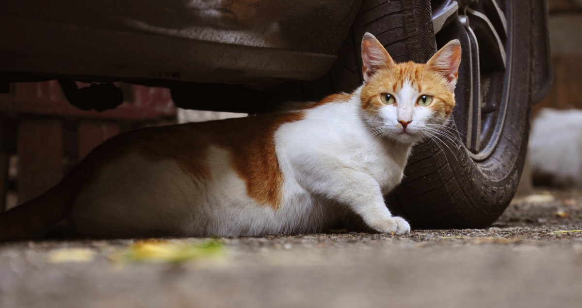 After Massive Backlash, Government Agrees To Stop Shooting&nbsp;Cats