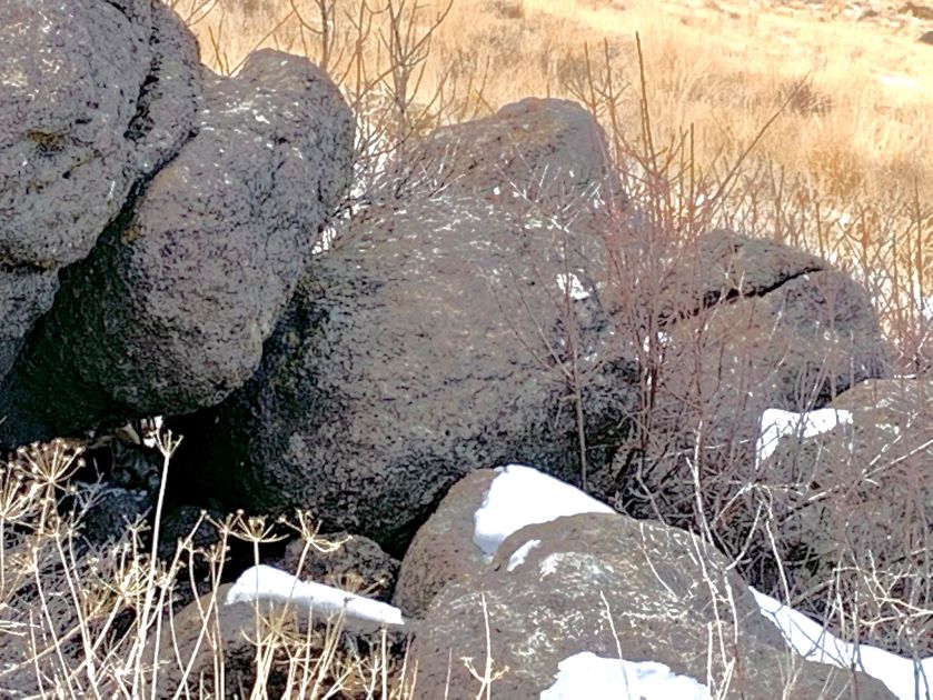 Hidden mountain lion in Nevada