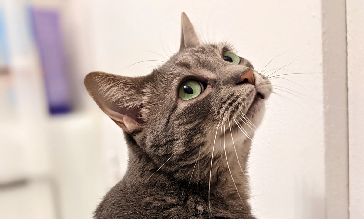 MeowTalk Says Buddy Is A Very Loving&nbsp;Cat!