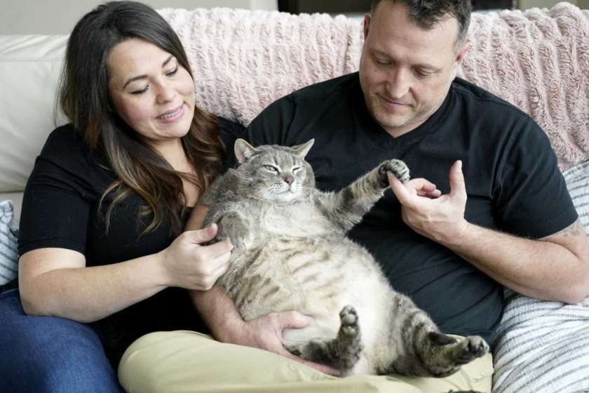 Fat Cat Harvey