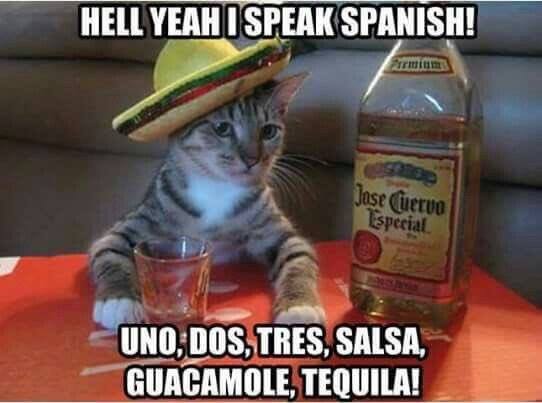 Spanish-Cat