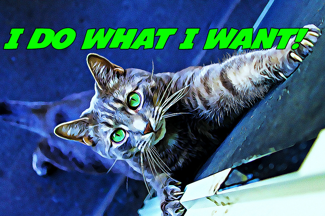 MeowTalk: Little Buddy’s&nbsp;Rage!