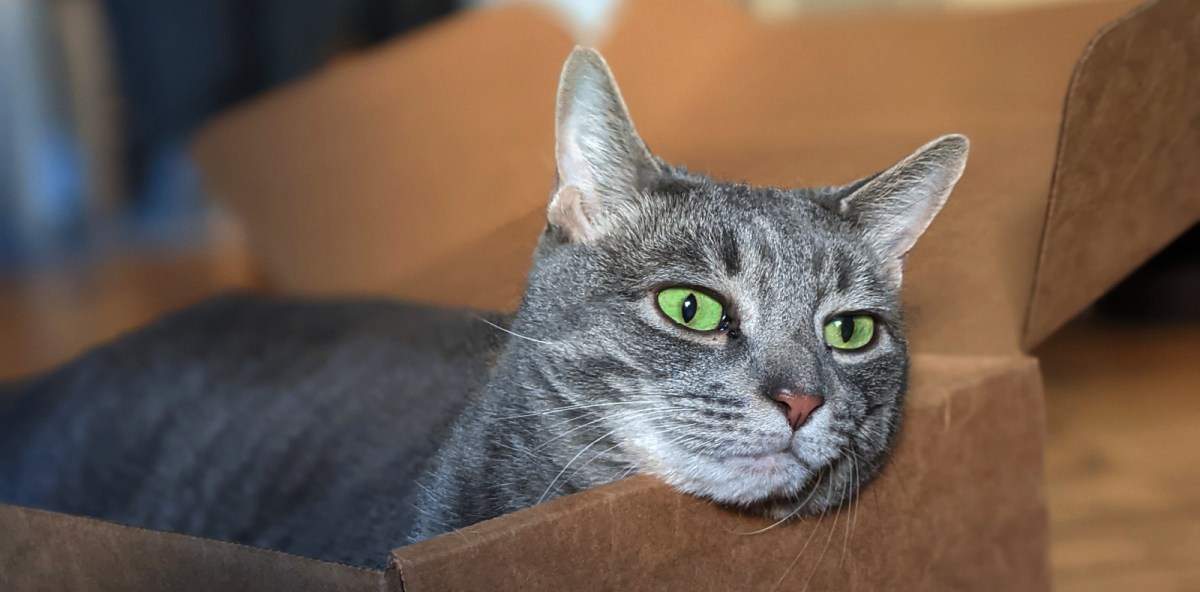 Behold My New Box,&nbsp;Humans!