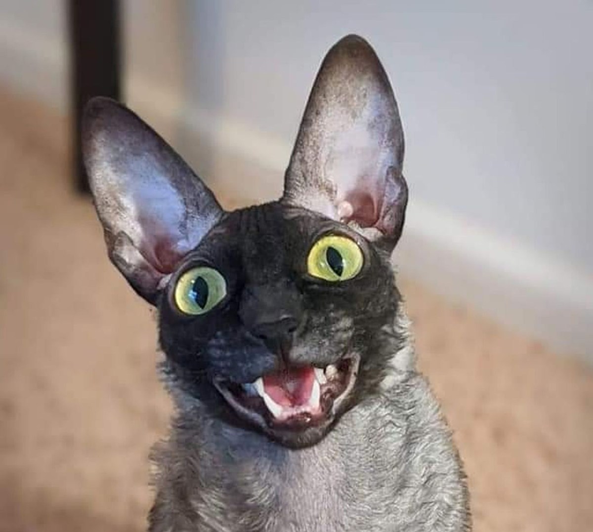 “This Is The Creepiest Cat I’ve Ever&nbsp;Seen!”