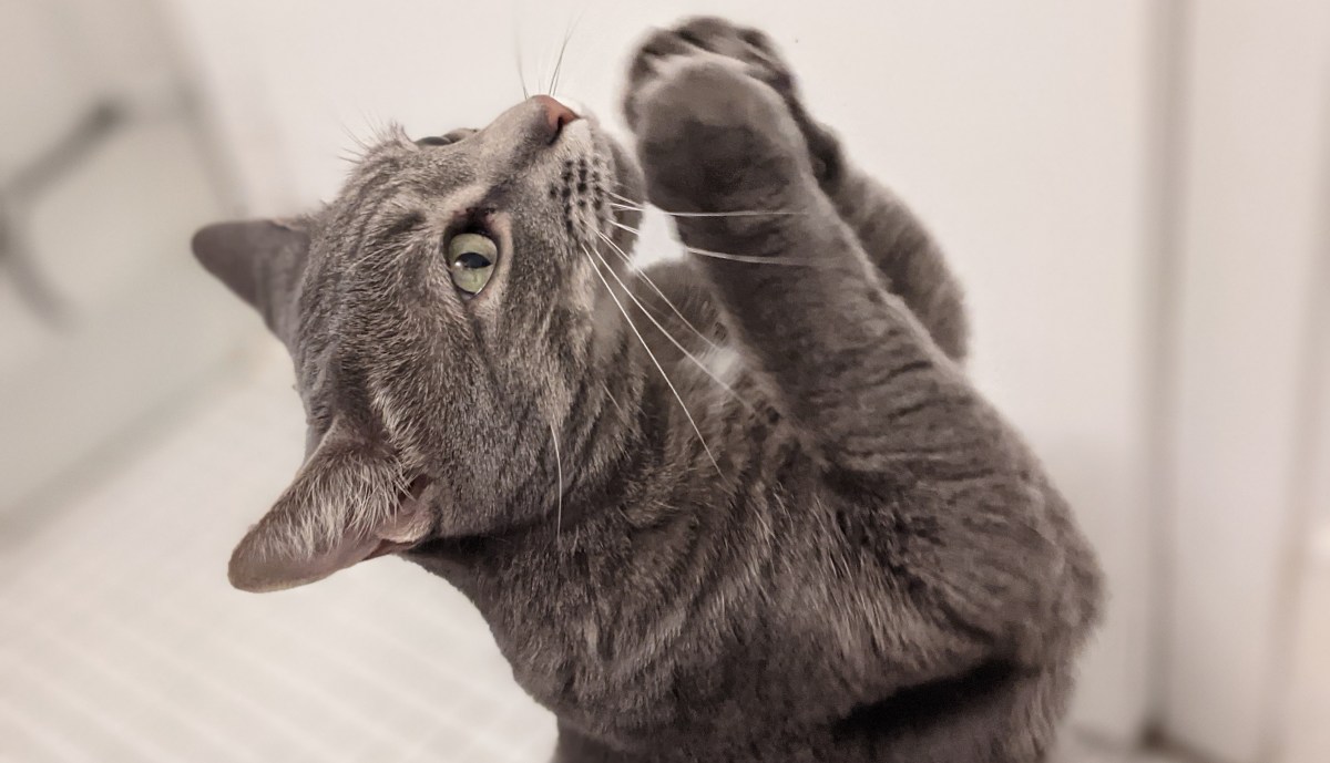 The Very Reverend Buddy: ‘Let Us&nbsp;Pray’