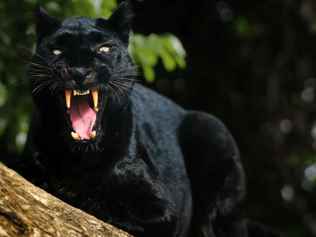 Cats In Games: The Magnificent Jaguars Of ‘Shadow of the Tomb&nbsp;Raider’