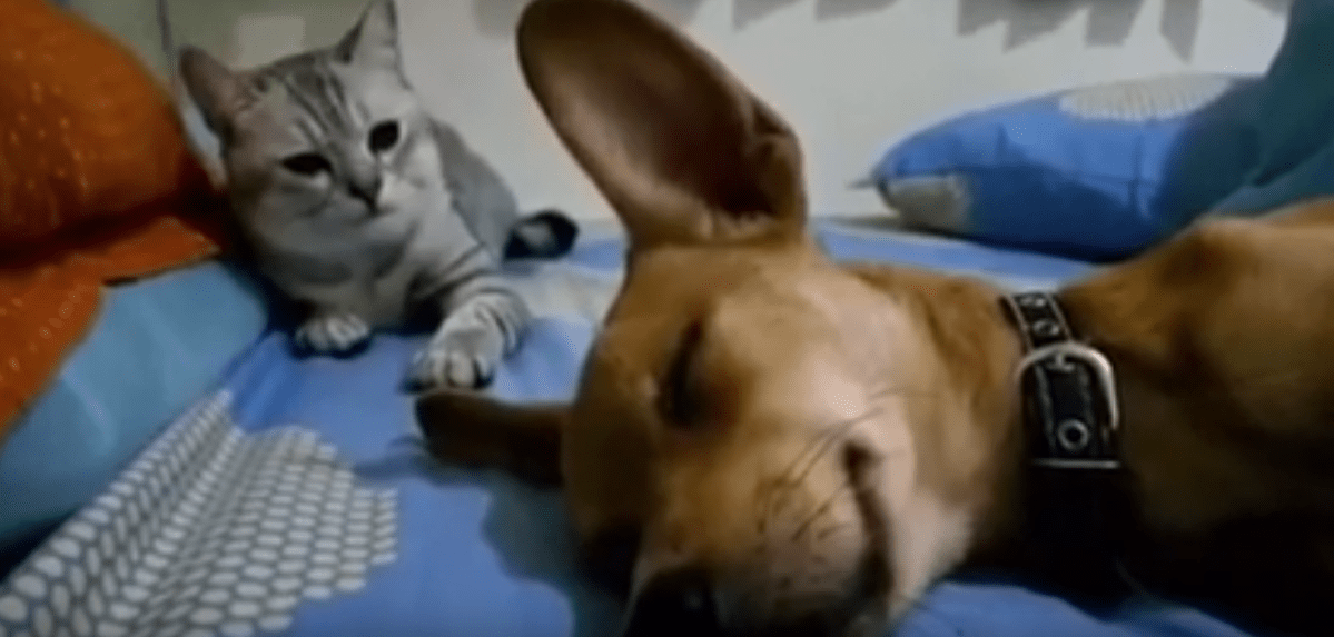 Cat Livid At Dog’s Sleep&nbsp;Farting