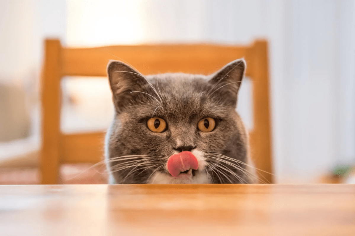 Study: Cats Will Happily Accept Food From&nbsp;Jerks