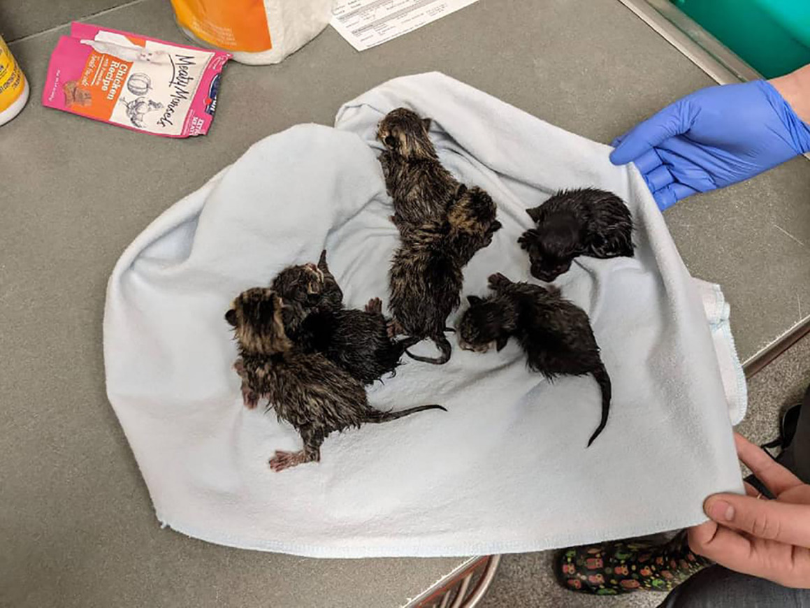 Kittens found abandoned in bag