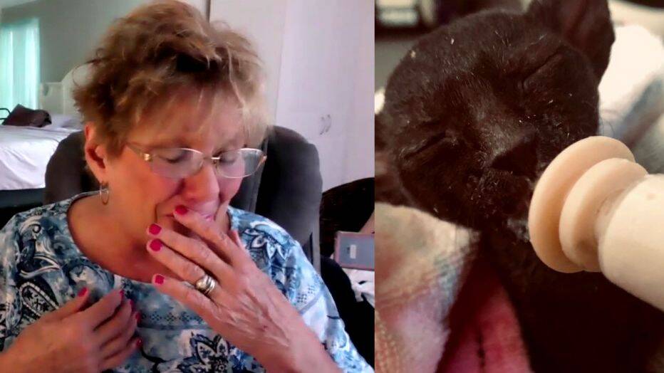 Florida Woman Reunited With Lost Cat&nbsp;[UPDATED]