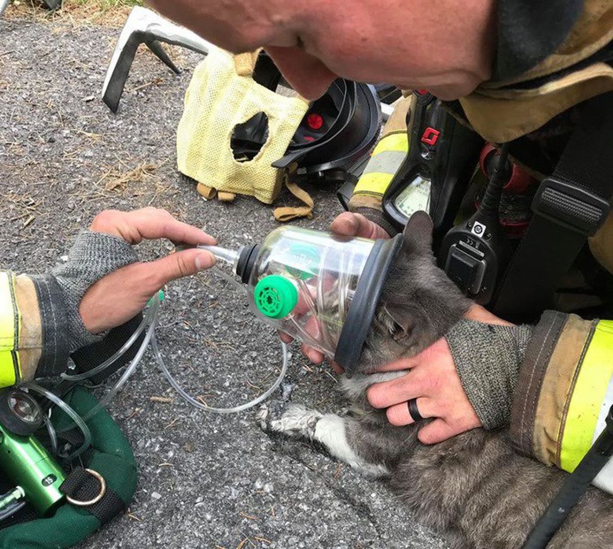 Watch A Firefighter Use CPR To Revive A&nbsp;Cat