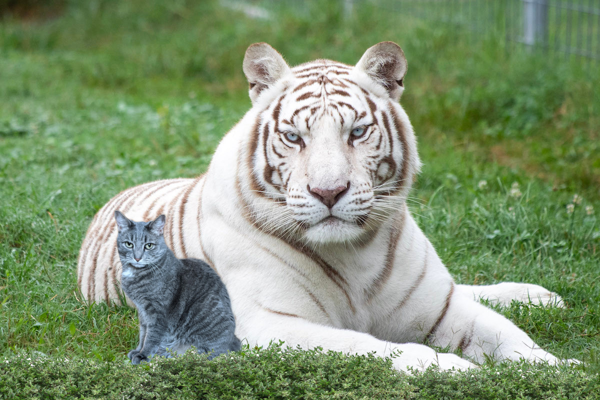 Bud and Gerald the Tiger