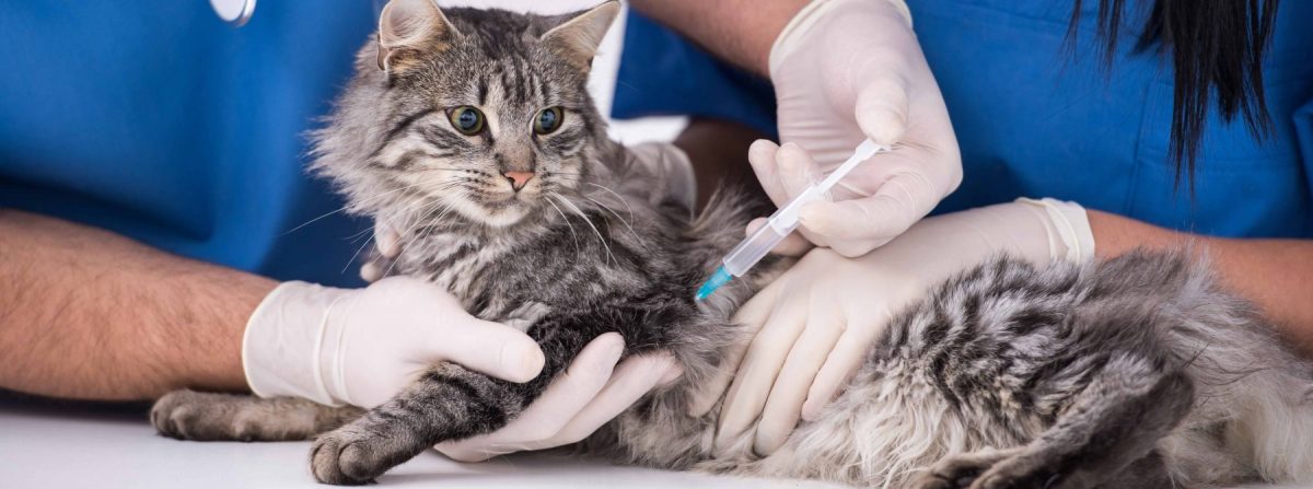 Poll: 1 In 3 Cats Refuse Vaxx Jab Over ‘Big Vet’&nbsp;Fears
