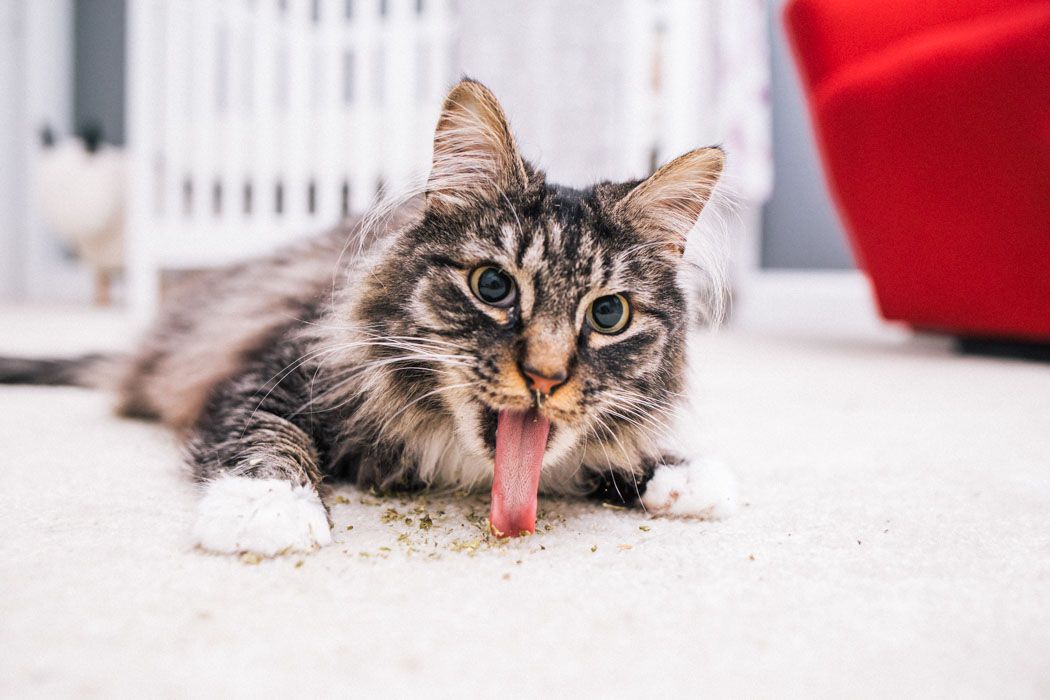 A Guy In Canada Wants To Open A Catnip&nbsp;Dispensary