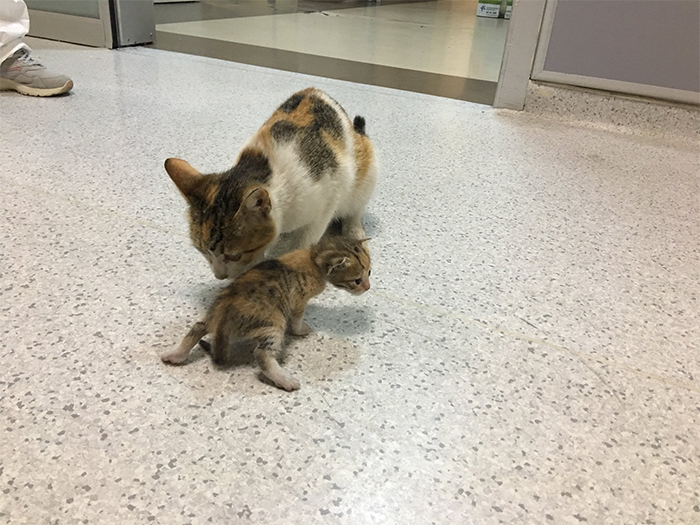 A mom cat takes her baby to the hospital