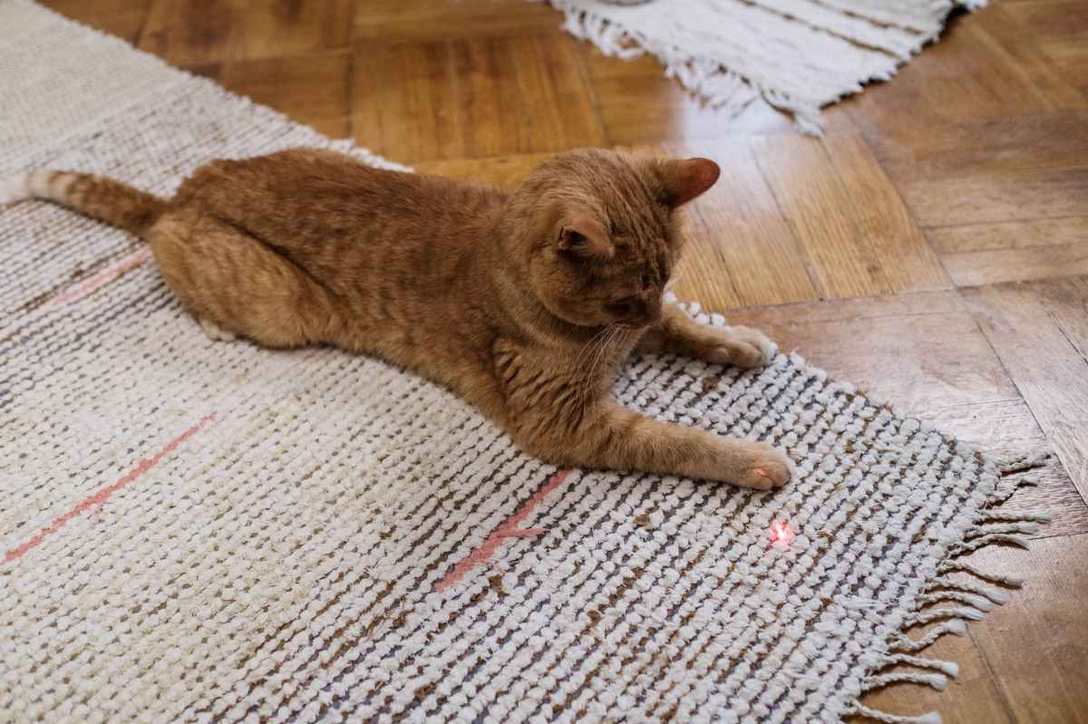 Are Laser Pointers Bad For&nbsp;Cats?