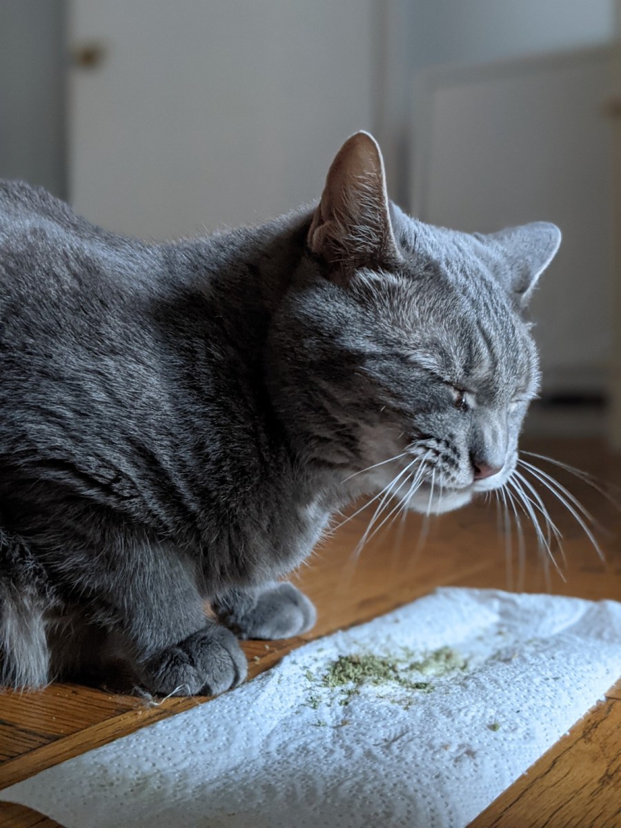 Yes, It’s Safe For Your Feline Friend To Eat Catnip Pain In The Bud