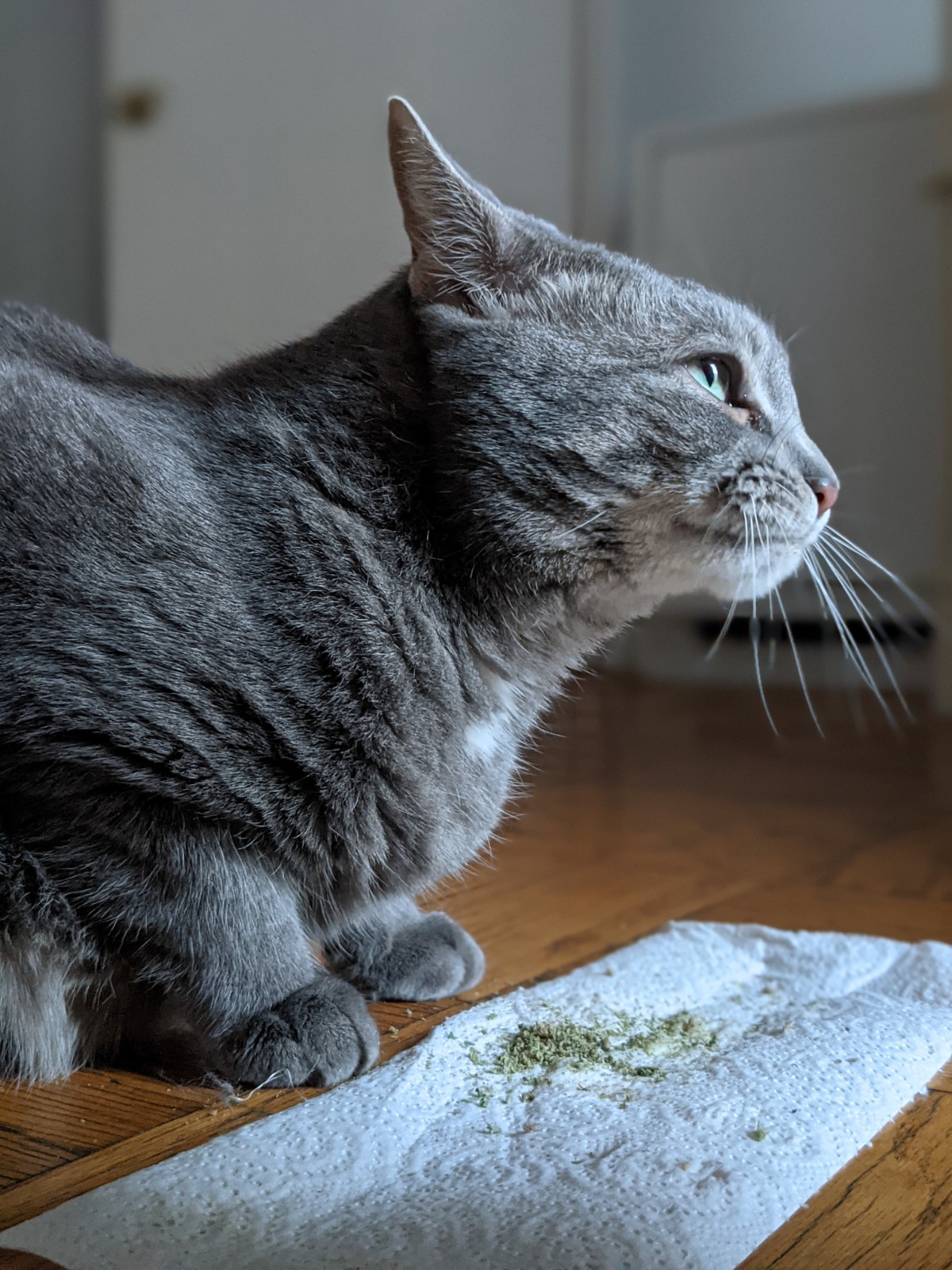 Buddy on catnip