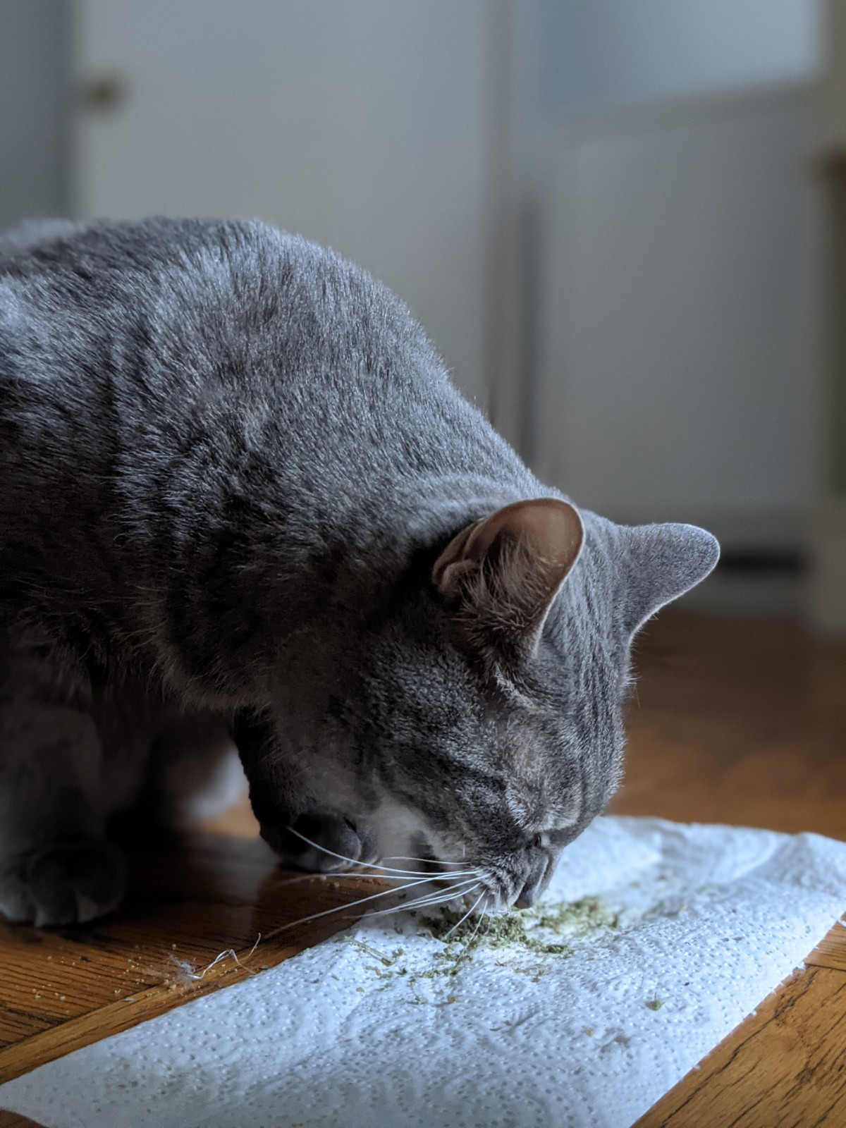 Buddy on catnip
