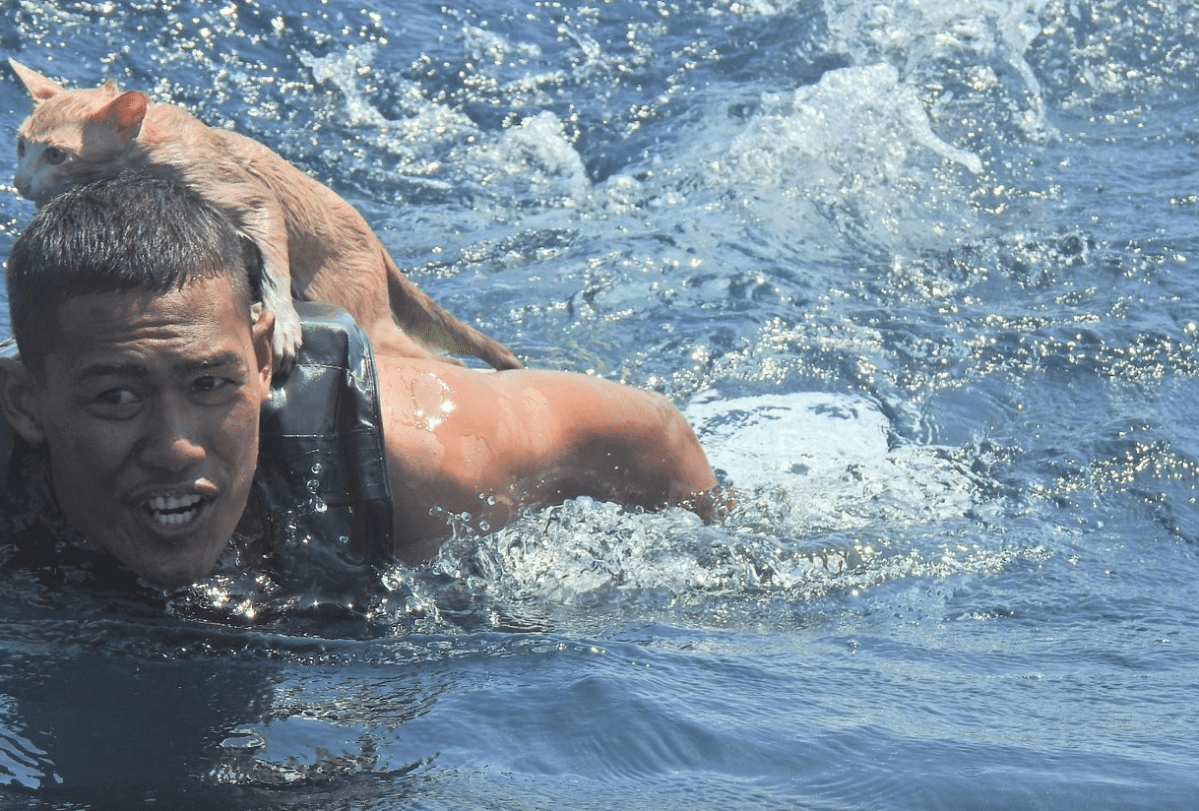 Dramatic Rescue: Sailors Save Cats From Sinking&nbsp;Vessel