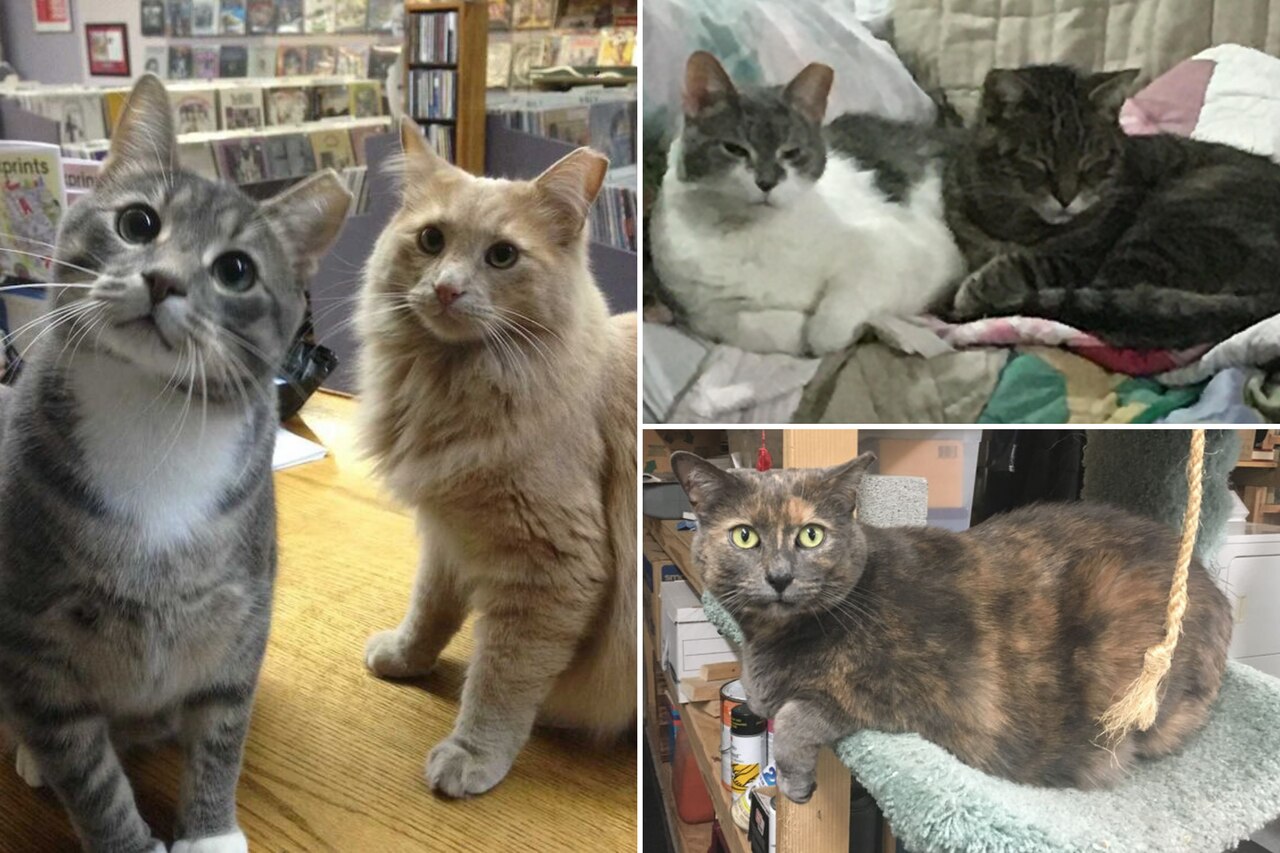 Shop Cats of Cleveland