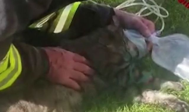 Cat Revived In Italy