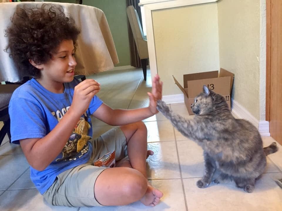 Ever Wondered How Many Surfaces Your Cat’s Butt Touches? A Kid Has The&nbsp;Answer
