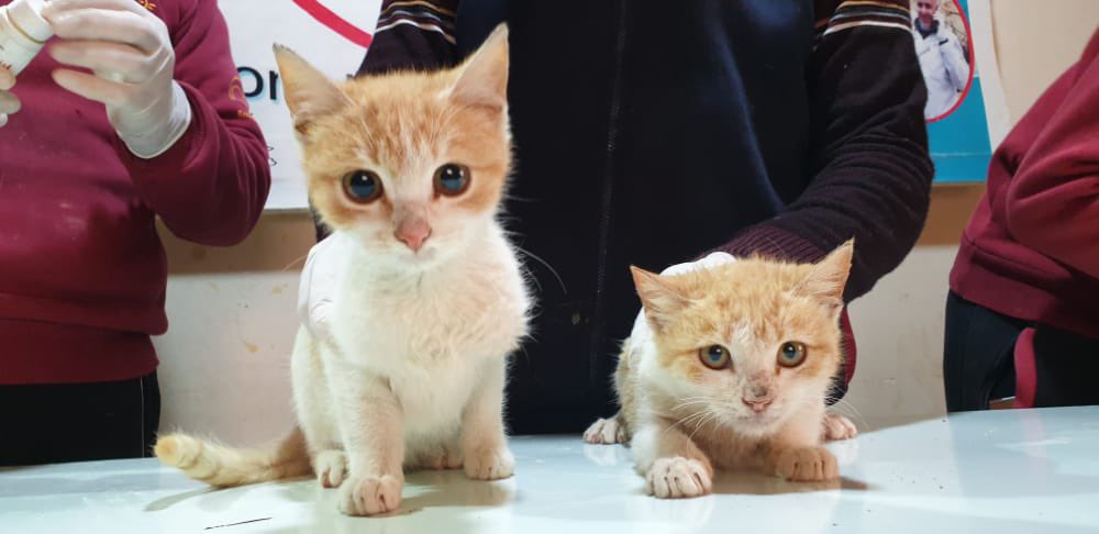 Ernesto's Sanctuary kittens