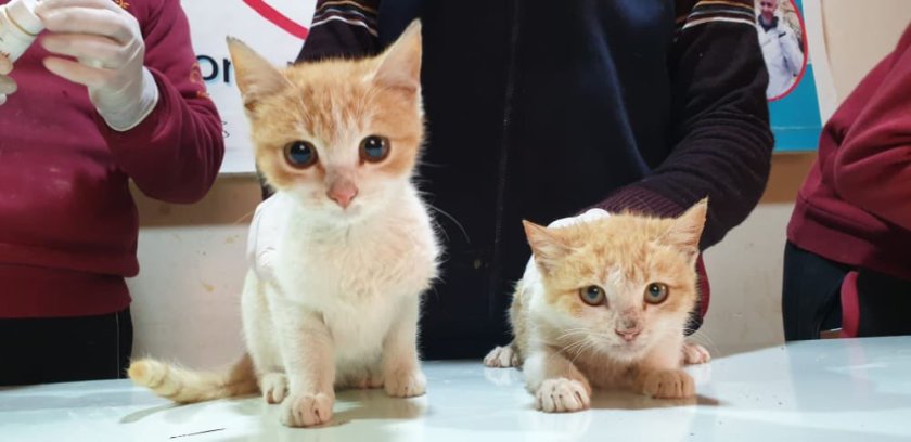 Ernesto's Sanctuary kittens