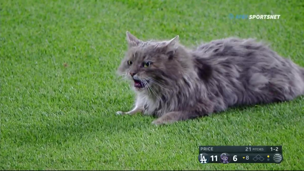 Kitty Barges Into Dodgers-Rockies Game, Tries Out For Center&nbsp;Field