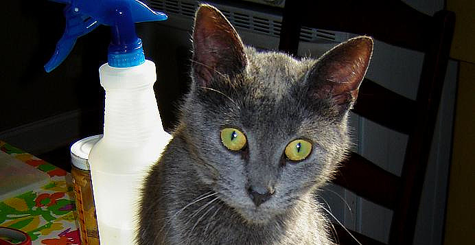 Meet Starlin The Good&nbsp;Girl